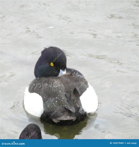 race canard noir et blanc